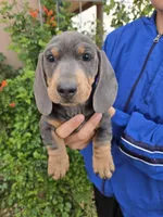 AKC Isabella/Tan Boy, a male Dachshund for sale in Casa Grande, AZ – Photo 3 of 10