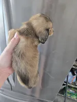 AKC Angel's Sable Male, TEXT 520-254-7407, a male Dachshund for sale in Casa Grande, AZ – 7 of 9
