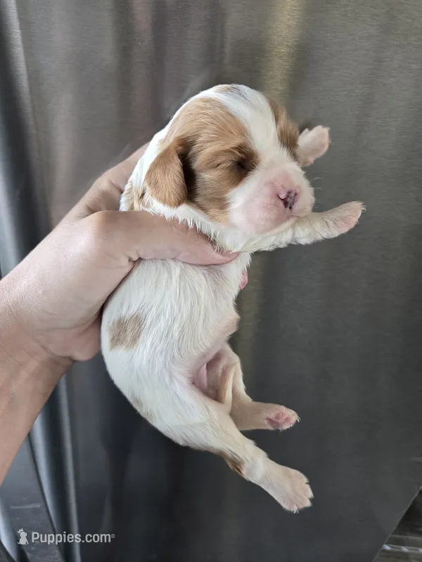 AKC Blenheim Female - TEXT 520-254-7407  – Cavalier King Charles Spaniel puppy for sale in Casa Grande, AZ