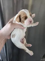 AKC Blenheim Female - TEXT 520-254-7407 , a female Cavalier King Charles Spaniel for sale in Casa Grande, AZ – 1 of 9