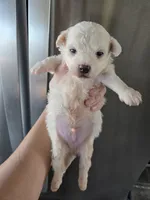 AKC Male Bichon - TEXT 520-254-7407 , a male Bichon Frise for sale in Casa Grande, AZ – 2 of 8