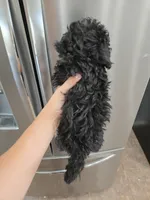 AKC Black Female, a female Poodle - Miniature  for sale in Casa Grande, AZ – 8 of 8