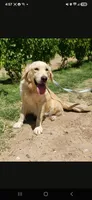 AKC Chloe's Girl - Text 520-254-7407 , a male Golden Retriever for sale in Casa Grande, AZ – 2 of 8