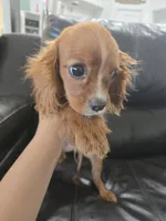 AKC Ruby Male - TEXT 520-254-7407 , a male Cavalier King Charles Spaniel for sale in Casa Grande, AZ – 3 of 6