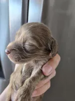 AKC Male, a male Dachshund for sale in Casa Grande, AZ – 4 of 7