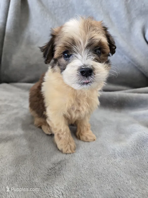 AKC Skye's Boy 1, TEXT 520-254-7407  – Havanese puppy for sale in Casa Grande, AZ