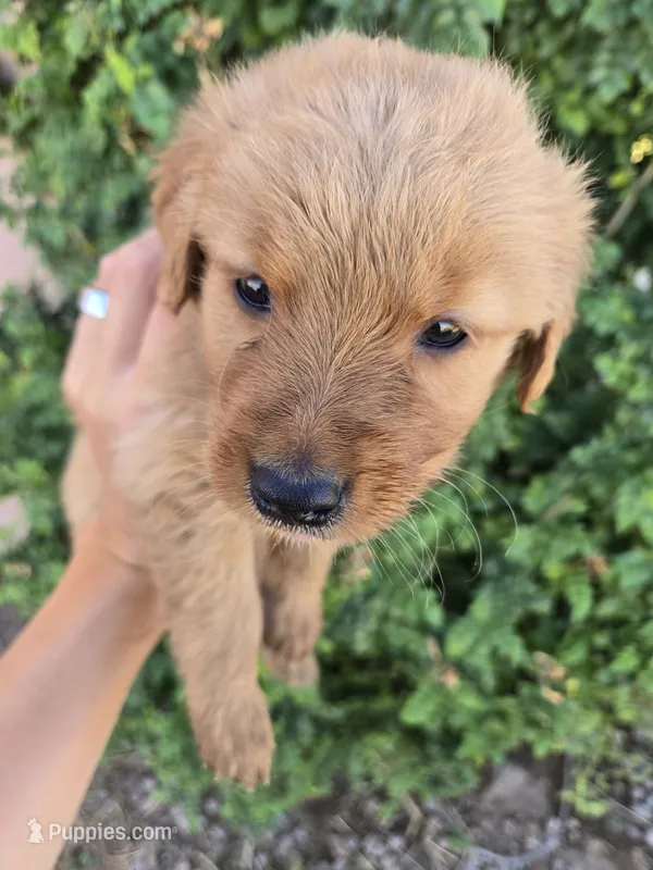 AKC Chloe's Boy – Golden Retriever puppy for sale in Casa Grande, AZ