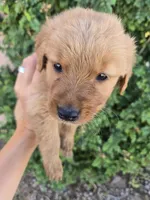AKC Chloe's Boy, a male Golden Retriever for sale in Casa Grande, AZ – 1 of 6