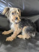 AKC Male $1000 TEXT 520-254-7407 , a male Yorkshire Terrier for sale in Casa Grande, AZ – 5 of 8