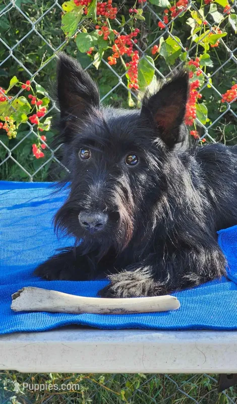 Full AKC Mac's Boy – Scottish Terrier puppy for sale in Casa Grande, AZ