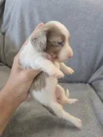 AKC Long Haired Girl - TEXT 520-254-7407 , a female Dachshund for sale in Casa Grande, AZ – 7 of 9