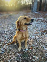 Full AKC Female (Dolly) Text 520-254-7407, a female Golden Retriever for sale in Casa Grande, AZ – 2 of 3