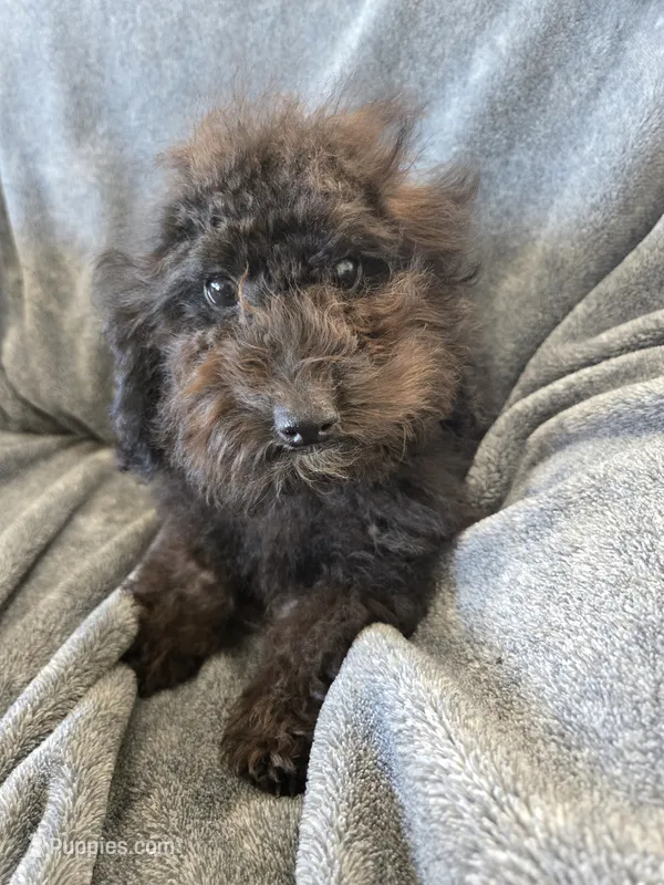 AKC Siri's Black Female, TEXT 520-254-7407 – Poodle - Miniature  puppy for sale in Casa Grande, AZ