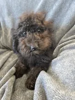 AKC Siri's Black Female, TEXT 520-254-7407, a female Poodle - Miniature  for sale in Casa Grande, AZ – 1 of 7