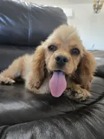 AKC Katelyn's Darker Buff Girl, a female Cocker Spaniel for sale in Casa Grande, AZ – 3 of 10