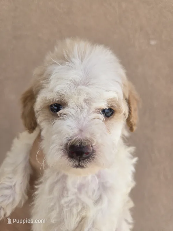 AKC Female – Poodle - Toy  puppy for sale in Casa Grande, AZ