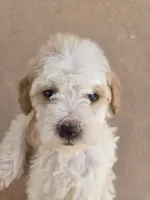 AKC Female, a female Poodle - Toy  for sale in Casa Grande, AZ – 1 of 8
