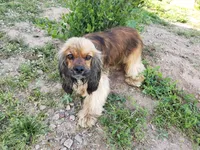 AKC Dora's Buff Girl, a female Cocker Spaniel for sale in Casa Grande, AZ – 10 of 10