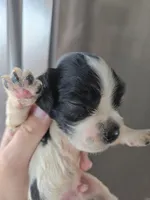 AKC Dora's Bicolor Boy, a male Cocker Spaniel for sale in Casa Grande, AZ – 6 of 9