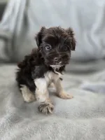 AKC Ava's Girl, TEXT 520-254-7407 , a female Havanese for sale in Casa Grande, AZ – 7 of 10