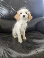 AKC Female, TEXT 520-254-7407, a female Poodle - Miniature  for sale in Casa Grande, AZ – 5 of 9