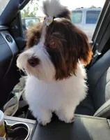 AKC Parti Girl 2, TEXT 520-254-7407, a female Havanese for sale in Casa Grande, AZ – 9 of 10