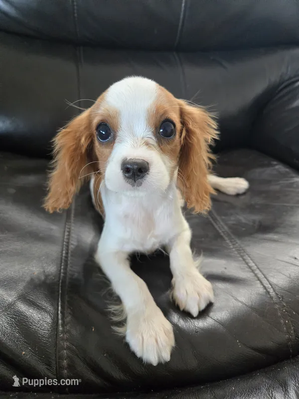AKC Male, TEXT 520-254-7407 – Cavalier King Charles Spaniel puppy for sale in Casa Grande, AZ
