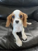 AKC Male, TEXT 520-254-7407, a male Cavalier King Charles Spaniel for sale in Casa Grande, AZ – 1 of 10