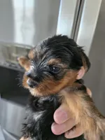 AKC Female - TEXT 520-254-7407 , a female Yorkshire Terrier for sale in Casa Grande, AZ – 3 of 9