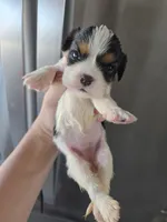 AKC Female - TEXT 520-254-7407 , a female Cavalier King Charles Spaniel for sale in Casa Grande, AZ – 2 of 9