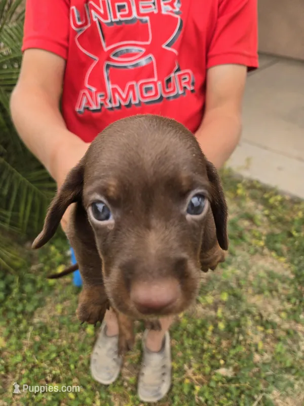 AKC Snickers Chocolate Boy – Dachshund puppy for sale in Casa Grande, AZ