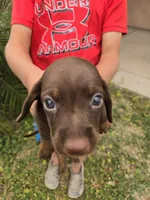 AKC Snickers Chocolate Boy, a male Dachshund for sale in Casa Grande, AZ – Photo 4 of 10