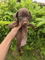 AKC Snickers Chocolate Boy, a male Dachshund for sale in Casa Grande, AZ – Photo 7 of 10
