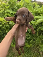 AKC Snickers Chocolate Boy, a male Dachshund for sale in Casa Grande, AZ – Photo 3 of 10