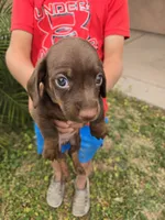 AKC Snickers Chocolate Boy, a male Dachshund for sale in Casa Grande, AZ – Photo 8 of 10