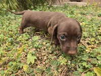AKC Snickers Chocolate Boy, a male Dachshund for sale in Casa Grande, AZ – Photo 9 of 10