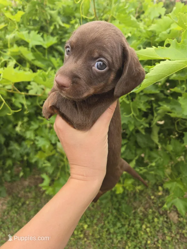 AKC Snickers Chocolate Boy – Dachshund puppy for sale in Casa Grande, AZ