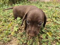 AKC Snickers Chocolate Boy, a male Dachshund for sale in Casa Grande, AZ – Photo 10 of 10