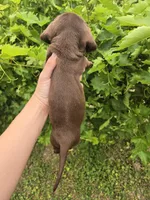 AKC Snickers Chocolate Boy, a male Dachshund for sale in Casa Grande, AZ – Photo 2 of 10