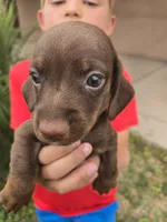 AKC Snickers Chocolate Boy, a male Dachshund for sale in Casa Grande, AZ – Photo 5 of 10