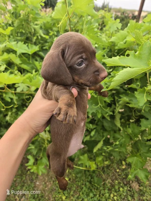 AKC Snickers Chocolate Boy – Dachshund puppy for sale in Casa Grande, AZ