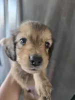 AKC Angel's Sable Male, TEXT 520-254-7407, a male Dachshund for sale in Casa Grande, AZ – 2 of 9
