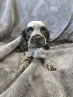 AKC Dora's Roan Girl, TEXT 520-254-7407, a female Cocker Spaniel for sale in Casa Grande, AZ – 2 of 10