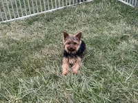 AKC Female - TEXT 520-254-7407 , a female Yorkshire Terrier for sale in Casa Grande, AZ – 8 of 9