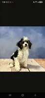 AKC Siri's Black Female, TEXT 520-254-7407, a female Poodle - Miniature  for sale in Casa Grande, AZ – 6 of 7