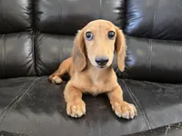 AKC Brittney's Boy, TEXT 520-254-7407, a male Dachshund for sale in Casa Grande, AZ – 7 of 8