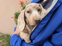 AKC Isabella Dapple Girl, a female Dachshund for sale in Casa Grande, AZ – Photo 5 of 9