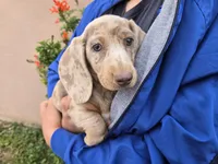 AKC Isabella Dapple Girl, a female Dachshund for sale in Casa Grande, AZ – Photo 7 of 9