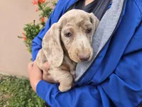 AKC Isabella Dapple Girl, a female Dachshund for sale in Casa Grande, AZ – Photo 6 of 9