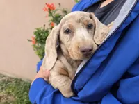 AKC Isabella Dapple Girl, a female Dachshund for sale in Casa Grande, AZ – Photo 4 of 9